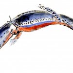 Tritone alpestre, ichthyosaura alpestris (by f.andreone) 